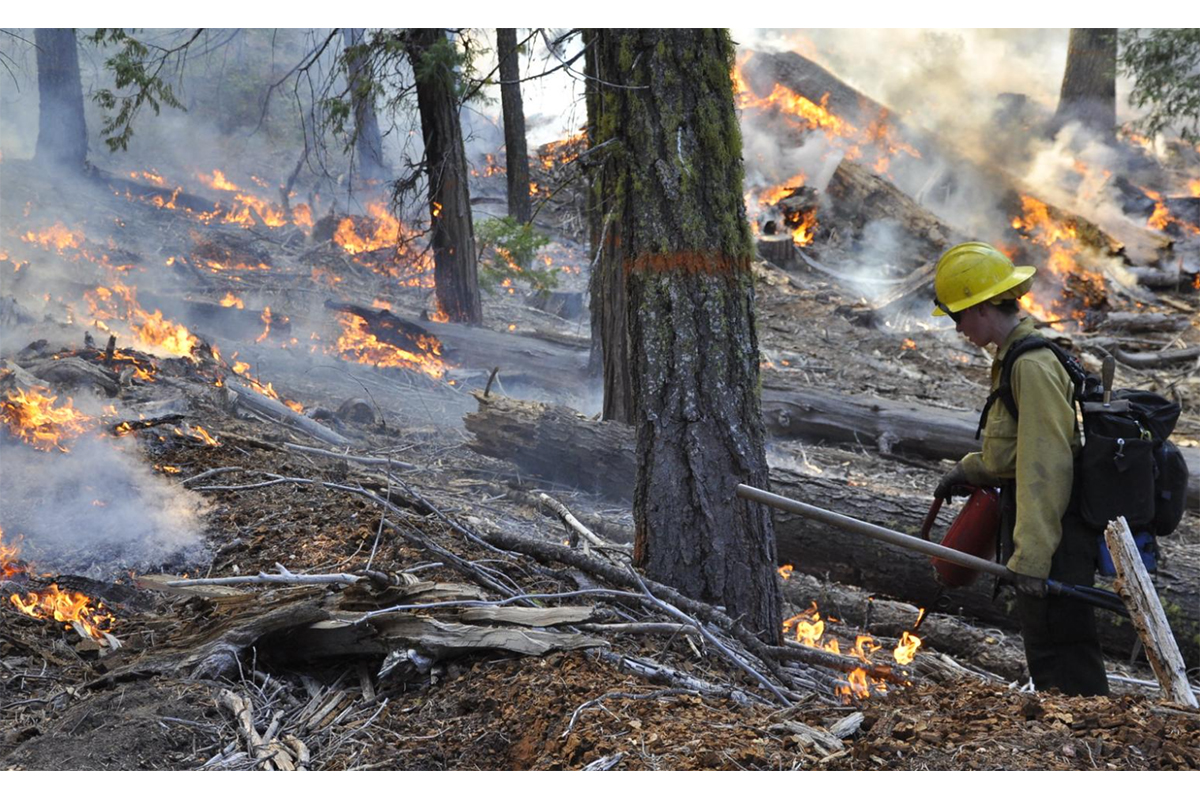 Fire-fighter wearing helmet, yellow Nomex shirt, and backpack, applies burning fuel to forest floor using a drip torch.